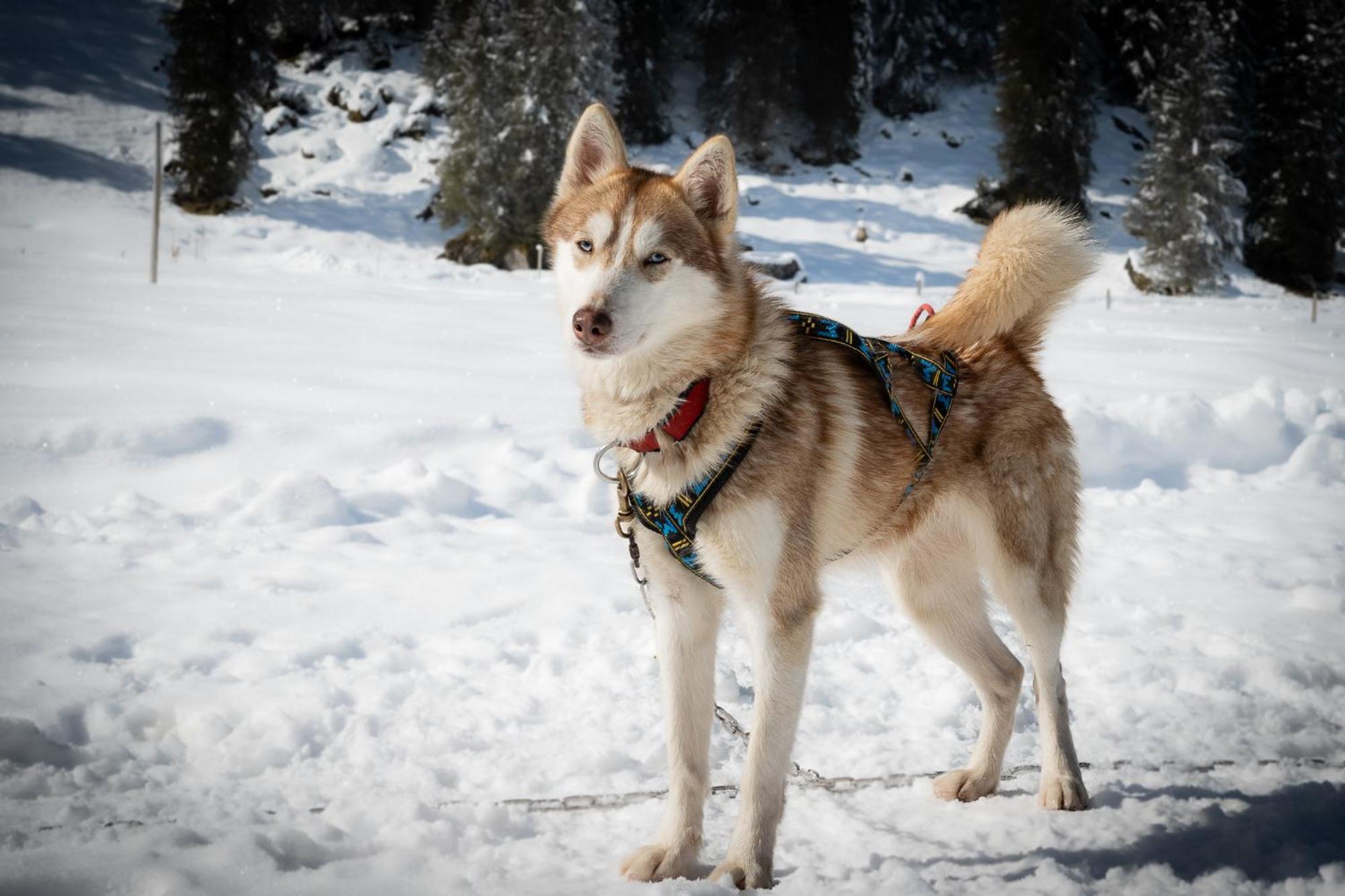 Huettenhotel Husky Lodge Muotathal Екстериор снимка